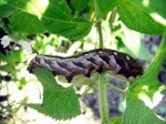 What is the name of this caterpillar?