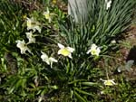 No.15 Narcissus sp.