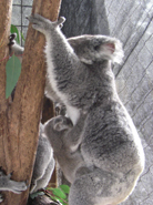 3koala.jpg