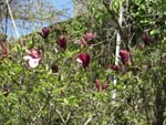 Fig.9 Mulan magnolia