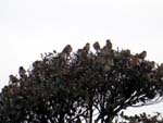 A flock of sparrows