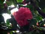 No.8 Double-flowered Camellia