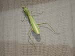 Green mantis